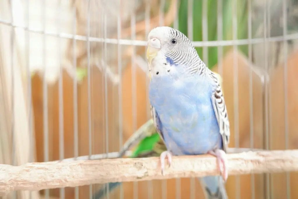 A blue budgie with white and black markings sits on a perch inside a birdcage. The background is blurred with green foliage and a wooden fence visible, alluding to the allure of nature often influencing parrot purchase decisions.