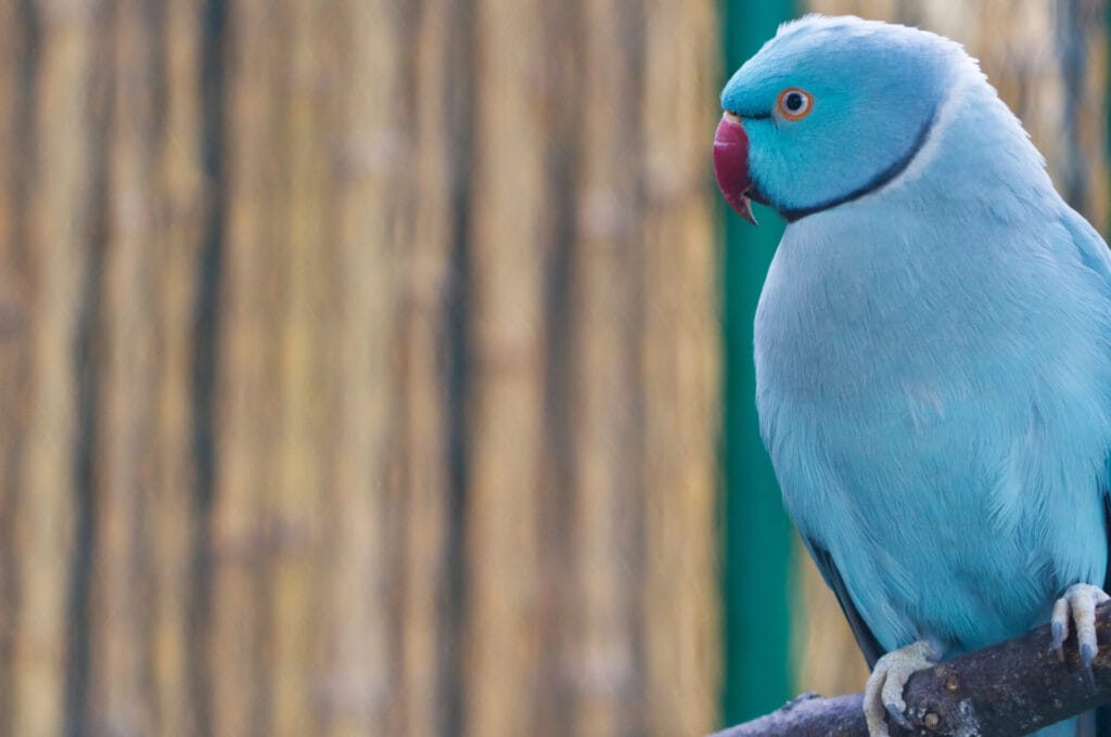 A blue Indian Ringneck Parrot with a red beak and a black ring around its neck perches on a branch against a blurred bamboo background, showcasing the beauty that contributes to their impressive lifespan and the importance of proper care.