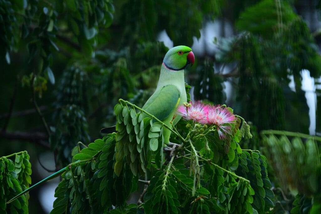 An Indian Ringneck parrot with a red beak perched on a leafy branch near a pink flower.