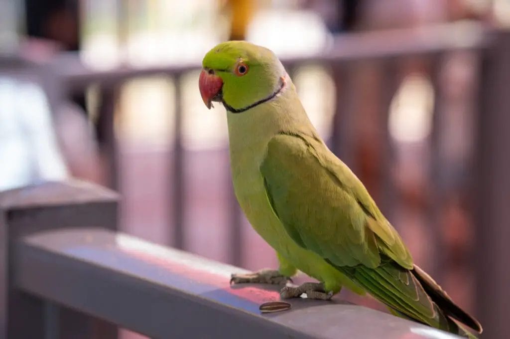 A green Indian Ringneck Parrot with a red beak is perched on a metal railing. The background is blurred.