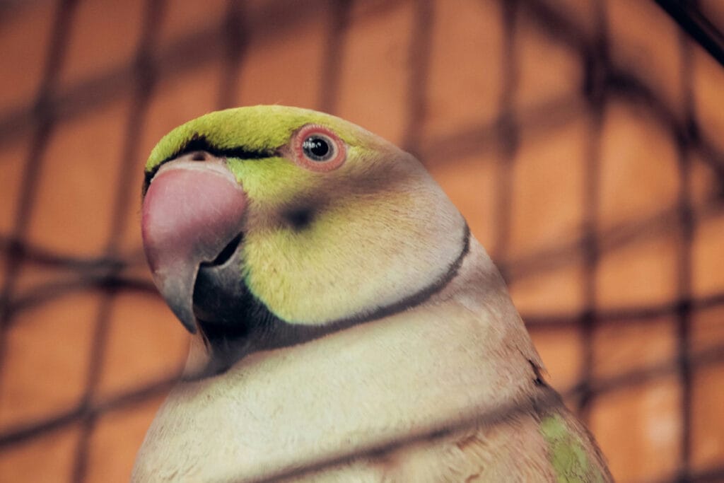 Close-up of a green and yellow parrot with a curved beak inside a wire cage, capturing the distinct Indian Ringneck behavior as it curiously examines its surroundings.