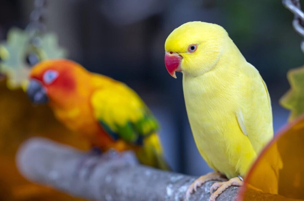 A yellow parakeet with a red beak sits on a branch beside an orange and green Indian Ringneck parrot—everything you need to know about these vibrant birds.