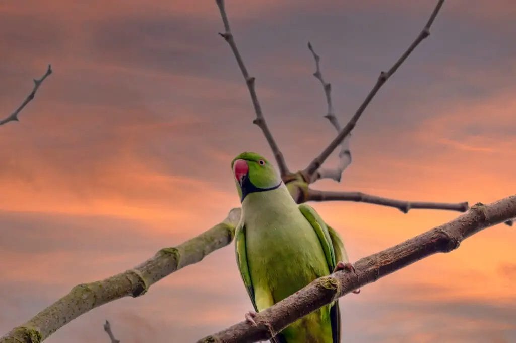 An Indian Ringneck Parrot with a red beak perches on a bare branch against a backdrop of an orange and pink sunset sky.