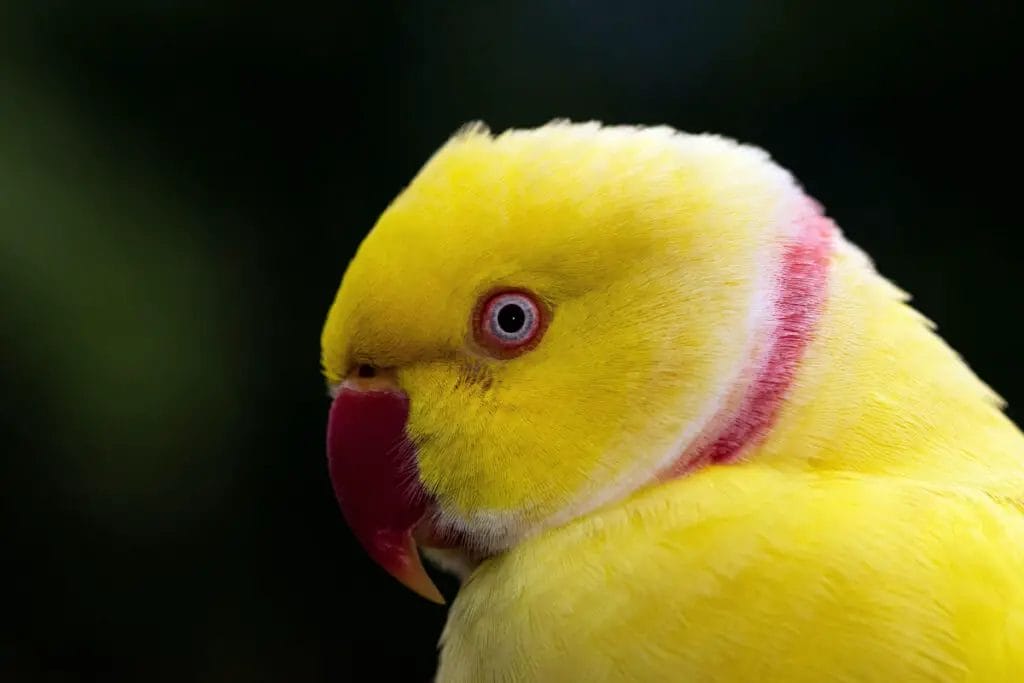 Close-up of an Indian Ringneck parrot with a bright yellow body, red beak, and pink ring around its neck against a dark background.