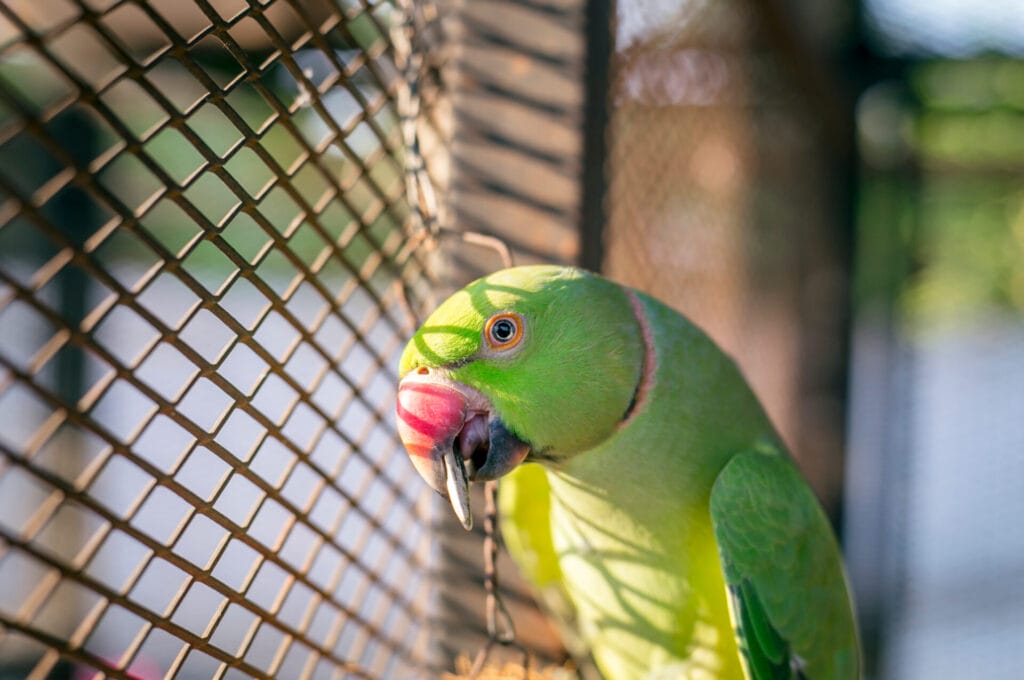 An Indian Ringneck, a green parrot with a red beak and black ring around its neck, is perched on a metal mesh fence, known for its vocal behavior that can include quite an impressive scream.