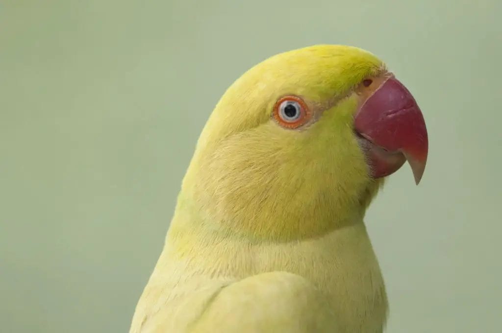 Close-up of an Indian Ringneck Parrot with bright yellow-green plumage, a red beak, and blue eyes against a light green background. This stunning bird, known for its longevity, often enjoys a lifespan that can extend to several decades.