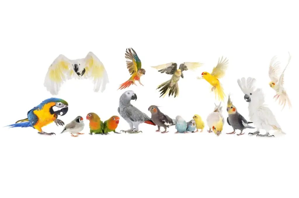 A variety of colorful parrots, including macaws, cockatoos, and lovebirds, are perched and in flight against a white background.