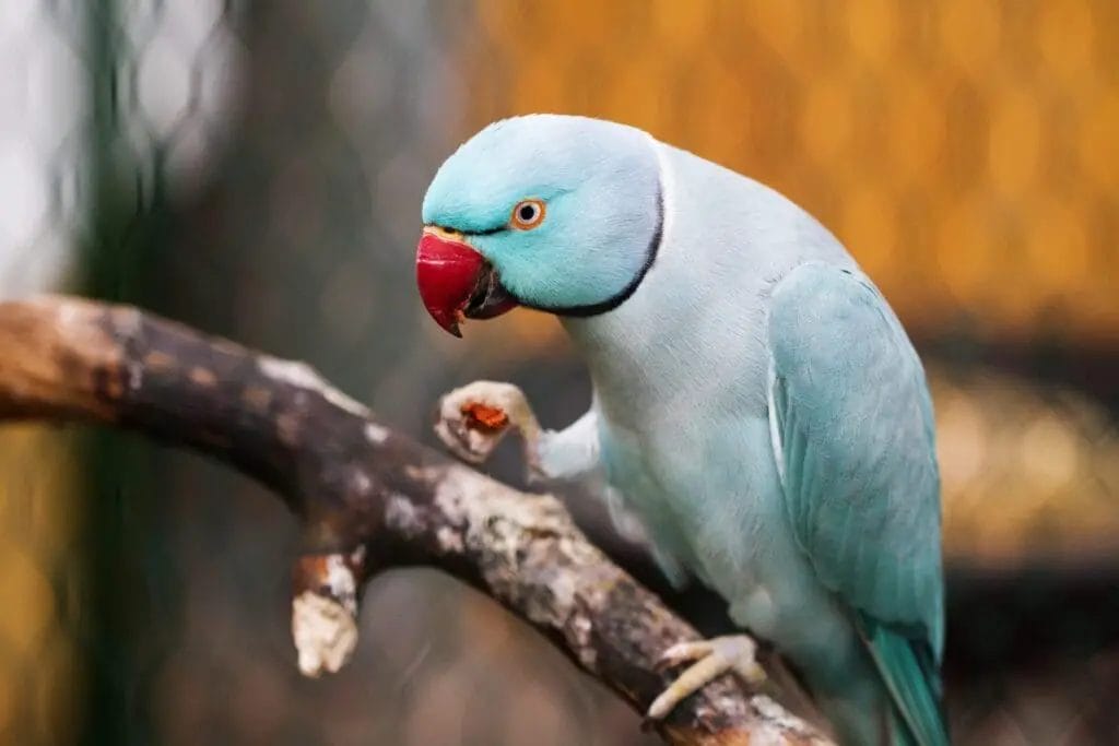 A blue Indian Ringneck parakeet with a red beak perched on a branch, set against an orange and green blurred background.