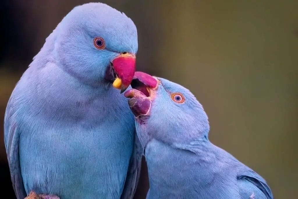 Two blue Indian Ringneck parrots are interacting; one parrot appears to be feeding the other a piece of yellow food with its beak against a blurred green background.