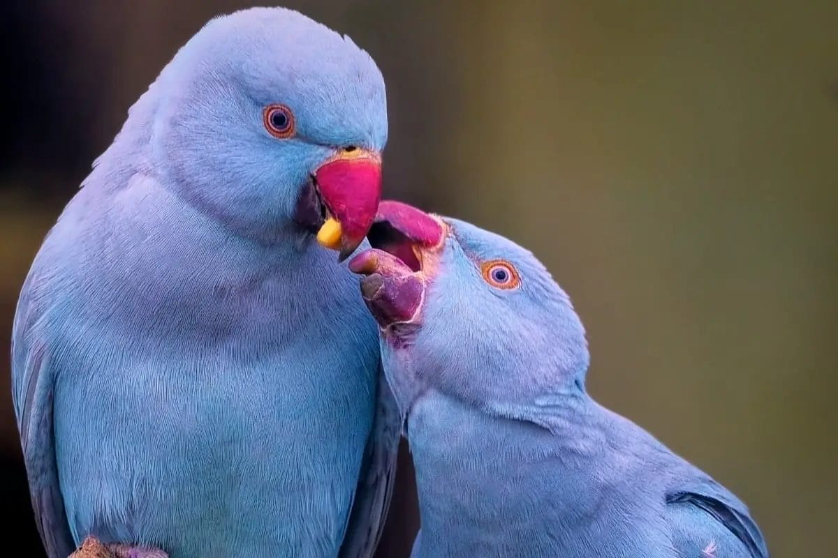 Indian Ringneck Color Mutations: Rare and Beautiful – Parrot Advice