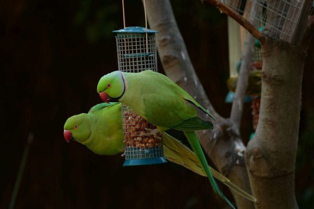 Two tame Indian Ringneck parrots with red beaks perch on a hanging bird feeder attached to a tree trunk, feeding on seeds.