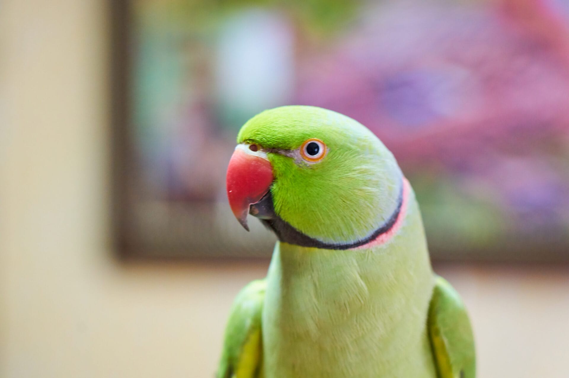 Indian Ringneck Color Mutations: Rare and Beautiful – Parrot Advice