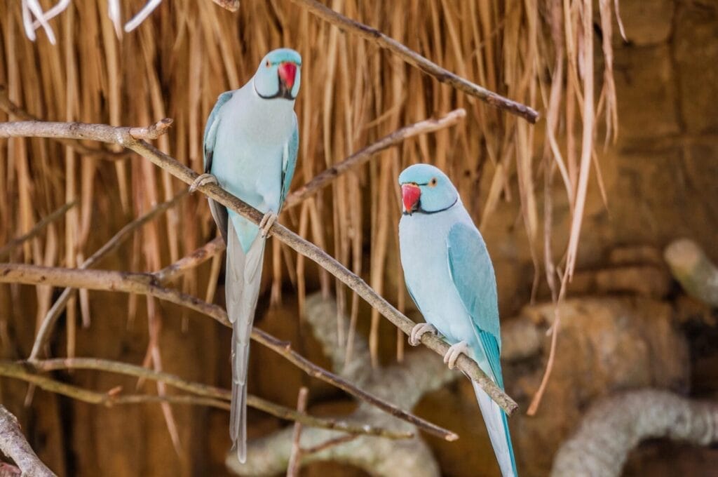 Two blue Indian Ringneck parakeets with red beaks perched on tree branches under a thatched roof.