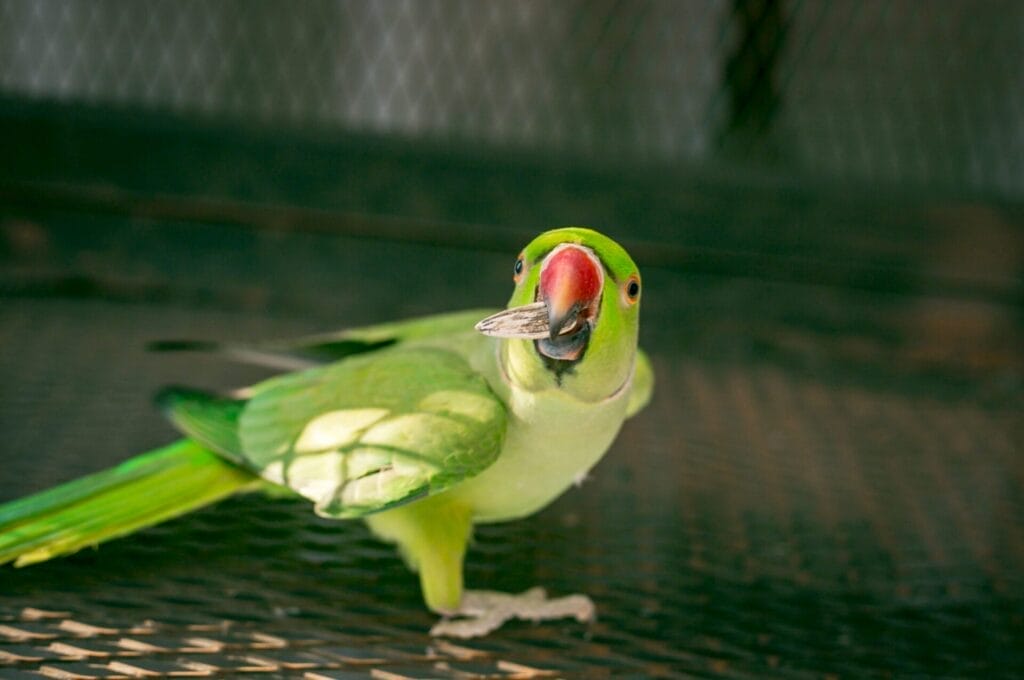 A green parrot with a red beak, possibly a Tame Indian Ringneck, stands on a metal surface, looking directly at the camera.