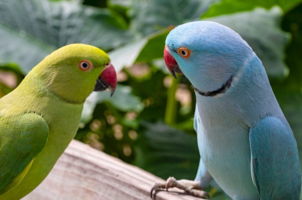 A green Indian Ringneck parrot and a blue parrot face each other on a wooden perch, set against lush green foliage.