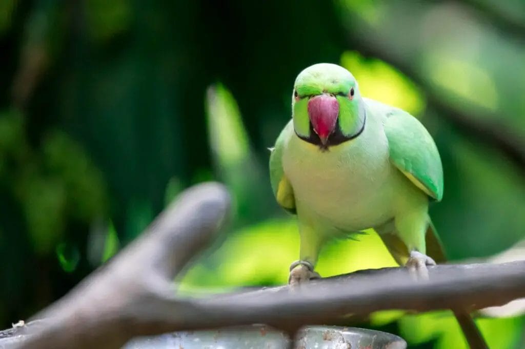 An Indian Ringneck parakeet with a pink beak stands on a branch against a blurred green background, ready for its talking lesson.