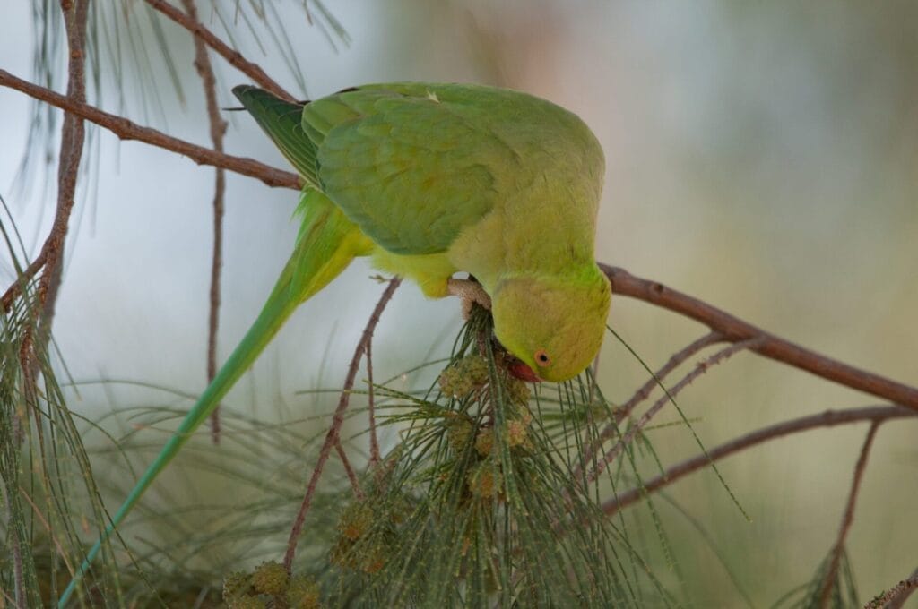 An Indian Ringneck parrot with a red eye ring hangs upside down on a pine branch, nibbling on the needles.