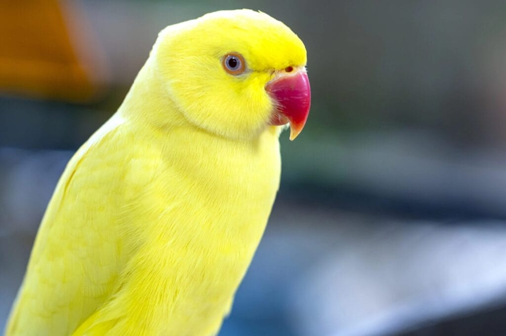 An Indian Ringneck parrot with a bright yellow plumage and a striking red beak is perched, facing slightly to the right.