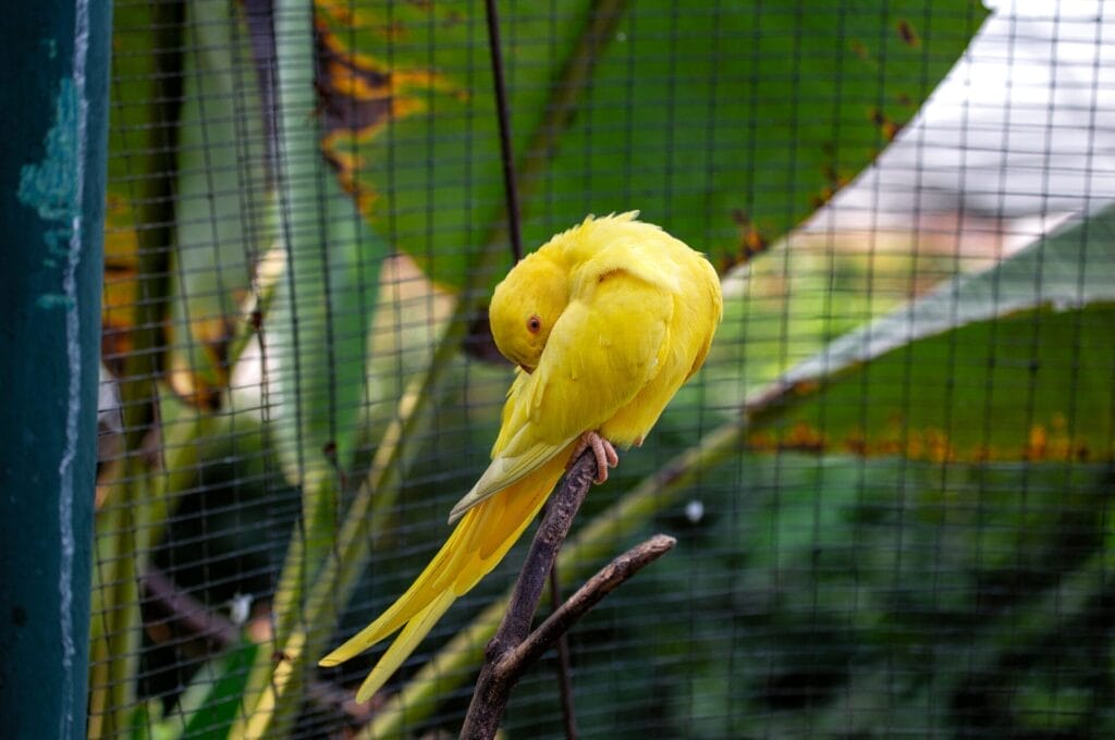 A yellow Indian Ringneck parrot perches on a branch inside an enclosure, preening its feathers with green leaves in the background.