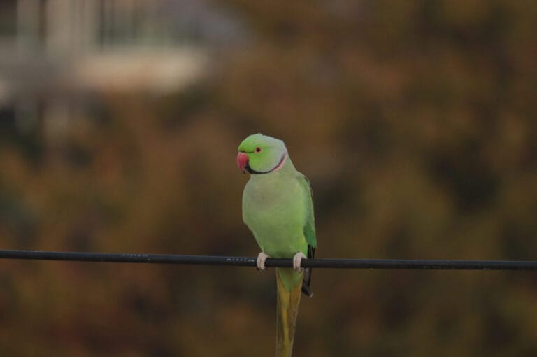 Indian Ringneck Color Mutations: Rare and Beautiful – Parrot Advice