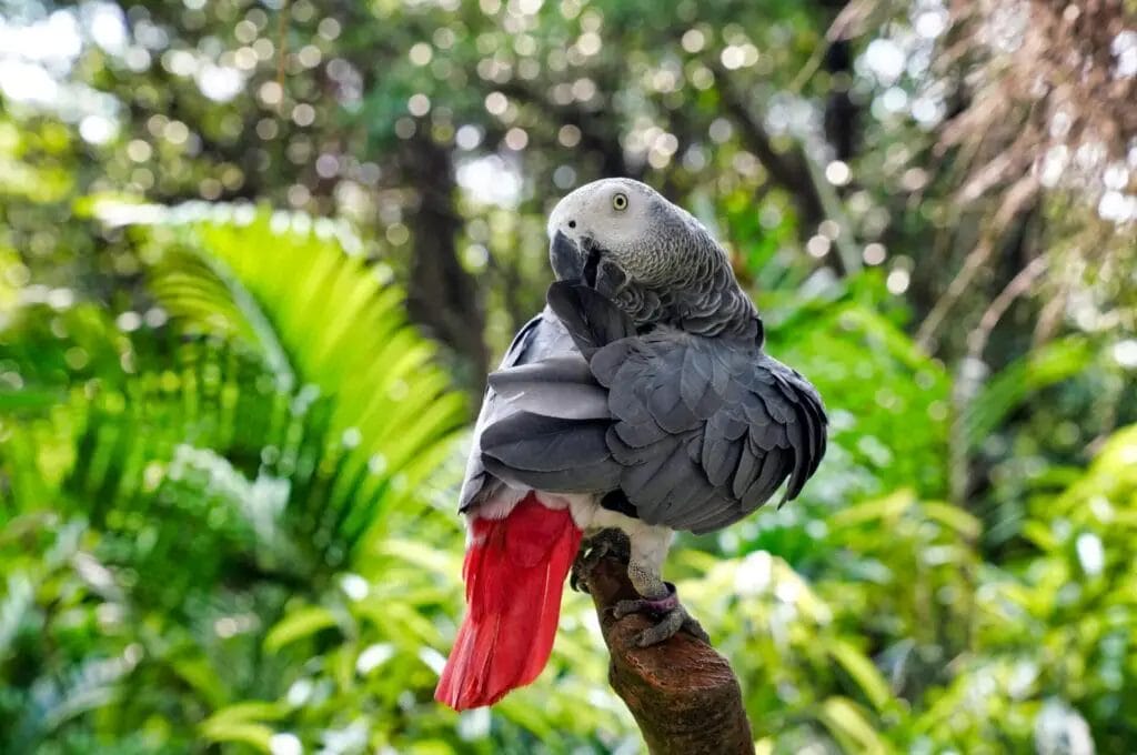 An African Grey Parrot with red tail feathers perched on a branch in a lush green forest.