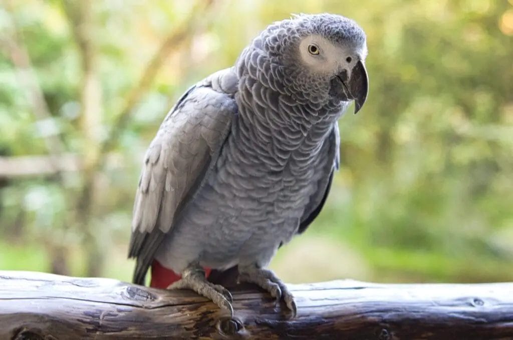 A grey parrot with red tail feathers perches on a wooden rail outdoors.