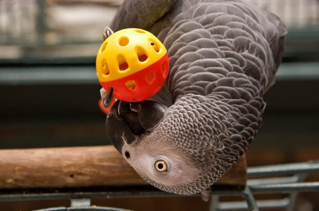 Gray parrot hanging upside down holds a yellow and orange plastic ball with its beak.