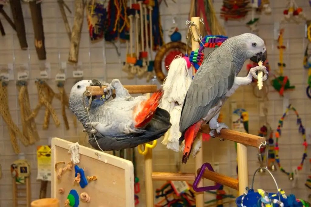 Two African grey parrots play with toys on a wooden perch in a pet store.