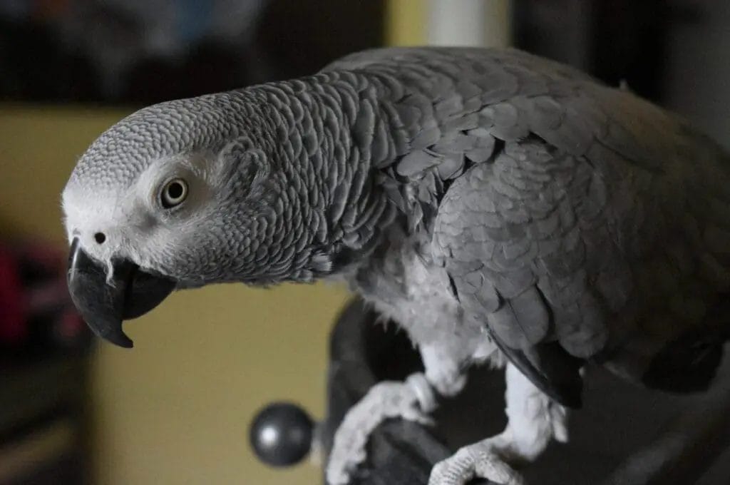 A close-up of an African Grey parrot perched on a dark surface indoors.